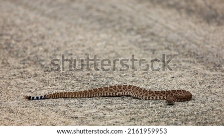 A baby western diamondback rattlesnake.