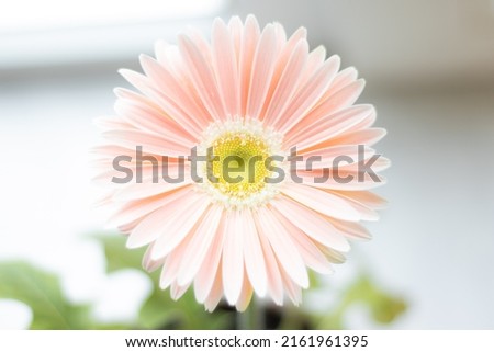 pale pink gerbera flower close-up. flower texture.
