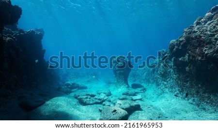 Rocky ocean floor, natural underwater seascape in the Pacific ocean, French Polynesia Royalty-Free Stock Photo #2161965953