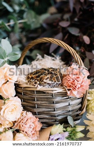 Adorable toad in a wicker basket, surrounded by fresh blossoming flowers