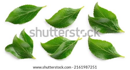 Plum leaf isolated. Plum leaves on white background top view. Green fruit leaves flat lay.  Full depth of field. Royalty-Free Stock Photo #2161987251