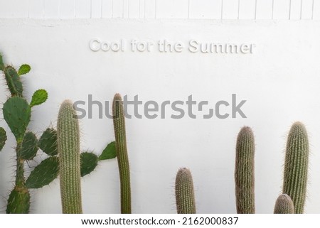 Ornamental plant Opuntia ficus-indica, Cactus in the garden, Cactus on white wall background, Ornamental cactus on white stone floor.