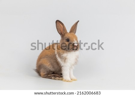 Healthy lovely baby bunny easter brown rabbit on white background. Cute fluffy rabbit on white background Lovely mammal with beautiful bright eyes in nature life. Easter Animal symbol concept.