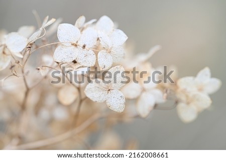 closeup dried hydrangea. Beautiful natural background with delicate white hydrangea flowers. Macro petals of a flower. High quality photo Royalty-Free Stock Photo #2162008661