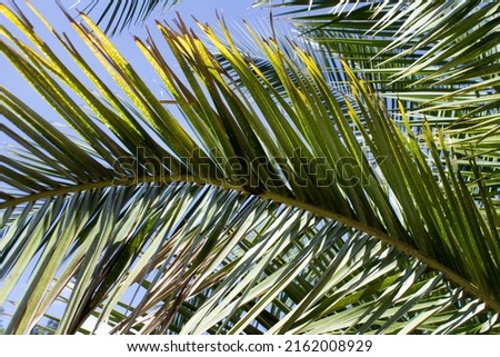 Green palm tree leafs on blue sky background up view
