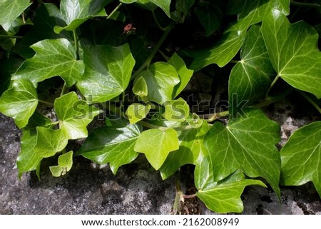 Close up green ivy plant leafs on grey house wall