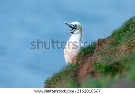 Close up of a happy gannet at Bempton Cliffs, East Yorkshire, UK.  Scientific name: Morus bassanus, Northern gannet laughing with beak open.   Facing left.  Clean blue  background.  Copy space. Royalty-Free Stock Photo #2162010567