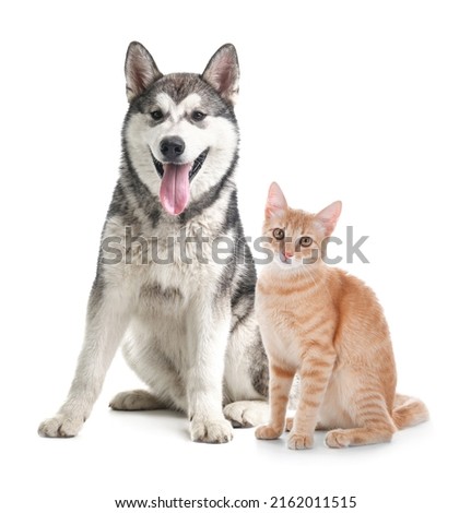 Cute cat and dog on white background. Animal friendship Royalty-Free Stock Photo #2162011515
