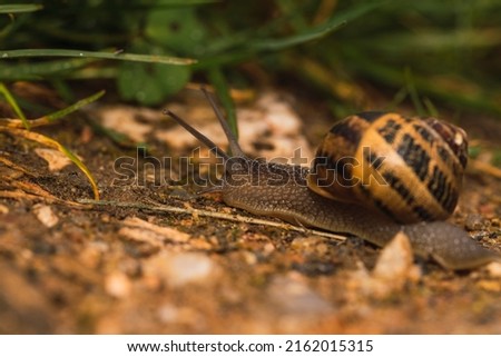 snail on gravel walk dream in spring, macro photo