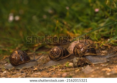 snail on gravel walk dream in spring, macro photo