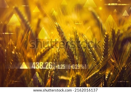 Wheat commodity price increase, conceptual image with cereal crops Royalty-Free Stock Photo #2162016137
