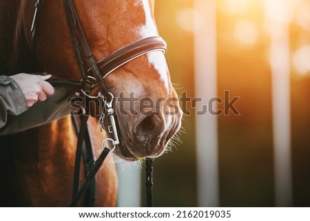 Man's hands in a gray jacket adjust the straps on the bridle worn on the muzzle of a bay horse, illuminated by sunlight on a summer day. Equestrian sports. Royalty-Free Stock Photo #2162019035