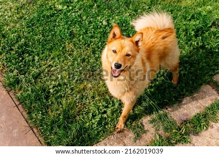 Pet. Red-haired dog. Finnish Spitz. Background green glade and grass. Hunting, service Karelo-Finnish nimble dog. Karelian Bear Dog.