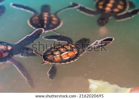 Small baby turtles swim in the pool. Zanzibar, Tanzania