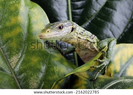 The Emerald Tree Monitor (Varanus prasinus) or Green Tree Monitor Lizard on leaves. Royalty-Free Stock Photo #2162022785