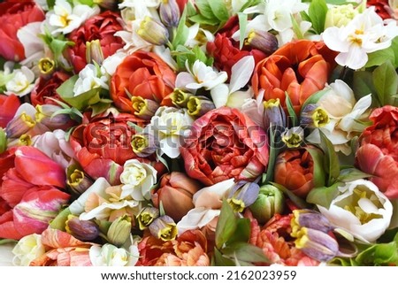 Blossoming red tulips, white daffodils, green leaves and spring flowers festive background, bright springtime bouquet floral card, selective focus, shallow DOF