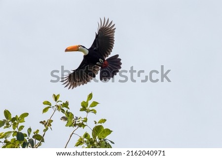 A Toco Toucan also known as a Tucano flying over a tree. Species Ramphastos stump. Birdwatcher. Birding. Royalty-Free Stock Photo #2162040971
