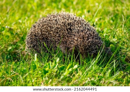 Little cute prickly hedgehog on green grass in garden.