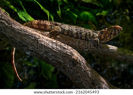 Skink in the nature habitat, wildlife.  Cunningham's spiny-tailed skink or Cunningham's skink, Egernia cunninghami, large skink, a lizard in the family Scincida, east Australia.
        Royalty-Free Stock Photo #2162045493
