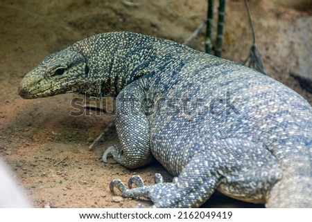 The clouded monitor (Varanus nebulosus) is a species of monitor lizard, native to Burma, Thailand and Indochina to West Malaysia, Singapore, Java, and Sumatra. They are excellent tree climbers.