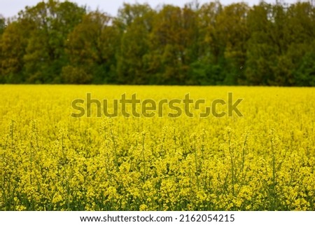 pictures of an agricultural field with flowering rapeseed 