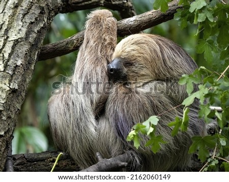Sloth three toed, Bradypus tridactylus, napping between branches.