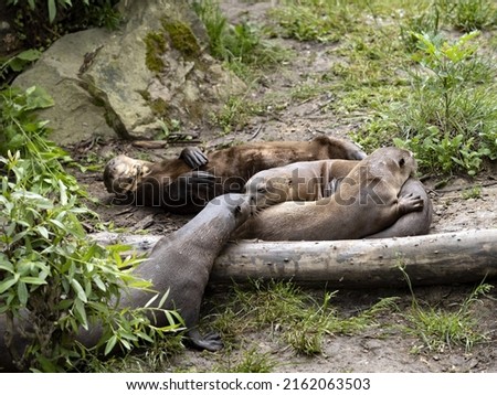 The Giant Otter family, Pteronura brasiliensis, plays on the grass.