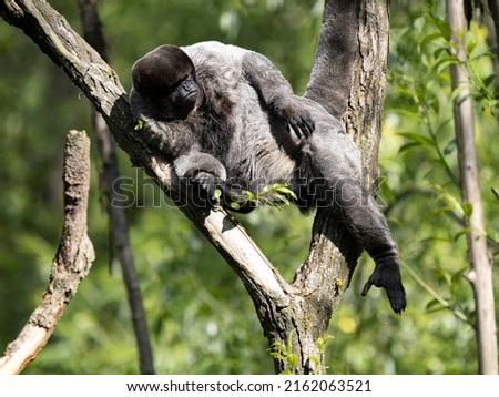 The woolly monkey, Lagothrix lagotricha, sits on a tree and basks in the morning sun. Royalty-Free Stock Photo #2162063521