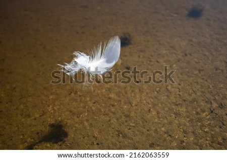 Feather on the water surface