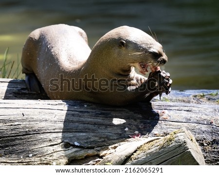 The largest otter Giant otter, Pteronura brasiliensis, eats fish caught on land.