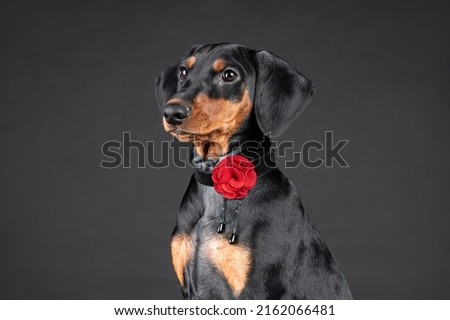 Closeup portrait of puppy of german pinscher with red flower on collar on black background Royalty-Free Stock Photo #2162066481