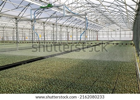 Vegetable farms. The greenhouse produces most of the vegetables
seedling complex, high-performance greenhouse, professionally grown seedlings