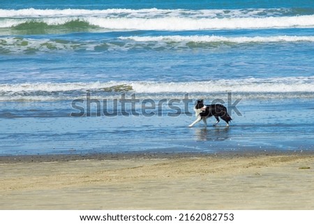 beautiful border collie walking along the water's edge at the beach on a sunny day