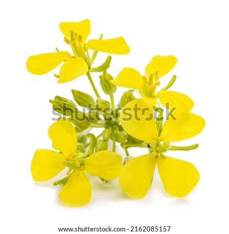 Mustard plant with flowers isolated on white background Royalty-Free Stock Photo #2162085157