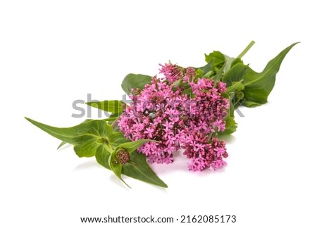 Red valerian flowers isolated on white background Royalty-Free Stock Photo #2162085173