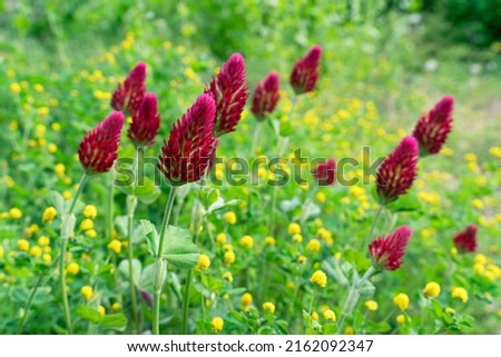 Red crimson clover flowers in a wildflower bed surrounded by yellow hop trefoil