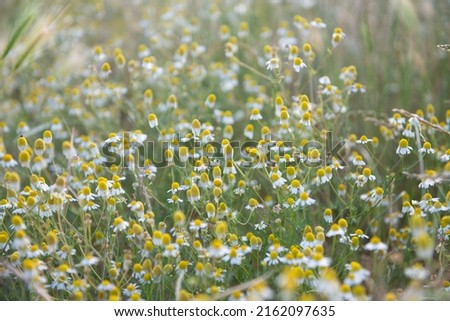 Сhamomile useful for health grows in the meadow at summer Royalty-Free Stock Photo #2162097635