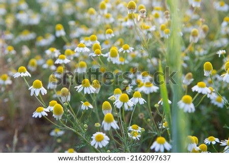 Сhamomile useful for health grows in the meadow at summer Royalty-Free Stock Photo #2162097637