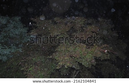 trees in the forest in stormy weather