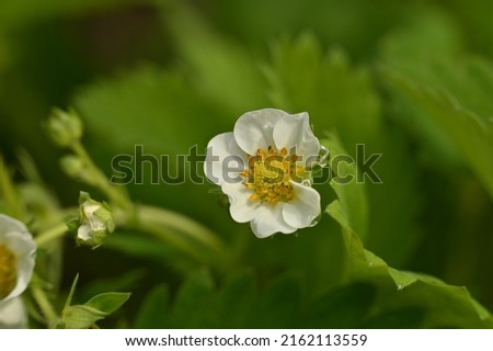 white strawberry blossom among green leaves - macro photography