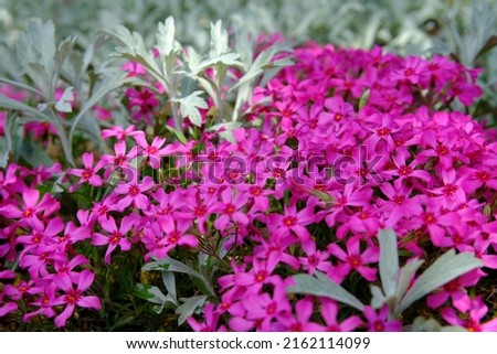 Beautiful hot pink flowers of a Phlox in a Spring garden in Ottawa, Ontario, Canada.