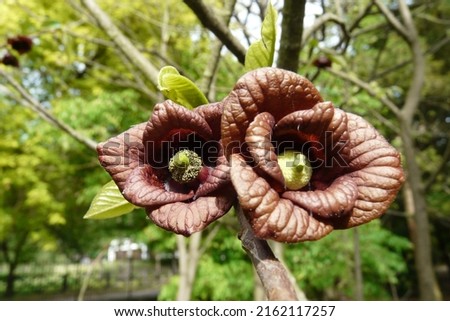 Closeup of Asimina triloba flower, pawpaw tree