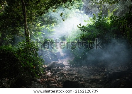 Mysterious, foggy forest pathway. Ida Mountain( Kazdaglari) National Park. Royalty-Free Stock Photo #2162120739