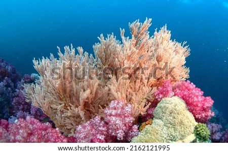 A large group of colourful sea fan, sea anemone, natural symbiosis, coral reefs and sea fans. Tropical underwater sea eco system. Royalty-Free Stock Photo #2162121995