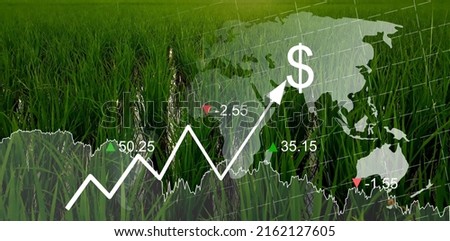 Rice fields with graphs in the global economic crisis concept.  Global food crises. stocks. wars. epidemics.  inflation and high food prices.