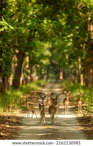 spotted deer or chital or axis deer family head on in herd or group blocking road or track at chuka ecotourism safari or pilibhit national park terai forest reserve uttar pradesh india asia Royalty-Free Stock Photo #2162130981