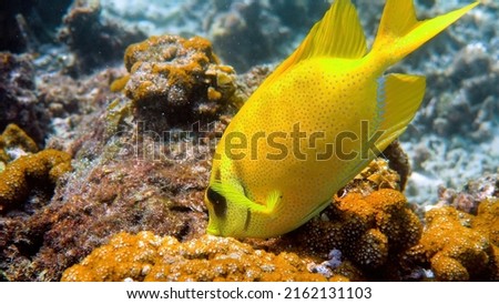 Underwater photo of snorkeling or diving on sea coral. Diving underwater with fish blue-spotted spinefoot, Siganus corallinus or yellow coral rabbitfish. Wildlife exotic tropical fishes, deep ocean