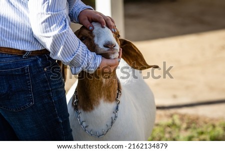 Close up of a Boer Goat being prepped for a show by exhibitor Royalty-Free Stock Photo #2162134879