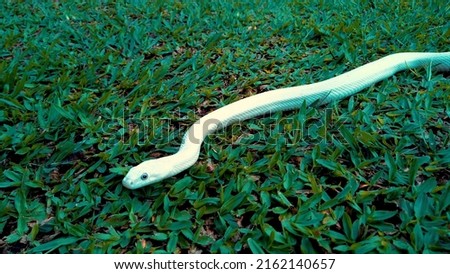 nature and animsnakes are one of the reptiles in natureal pictures