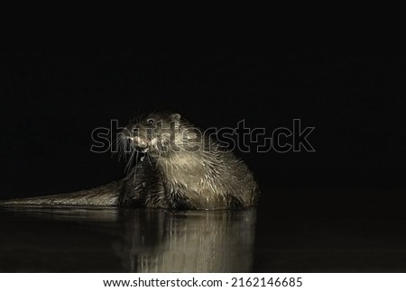 A gorgeous water otter sits in a nighttime aquatic environment with a bright backlit close-up